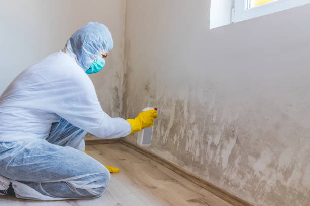 Licensed Basement Mold Remediation service in Wauconda, IL - Car Mold Remediation