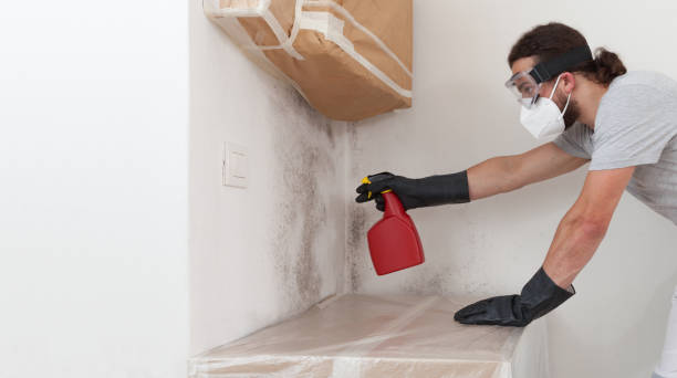 Professional Basement Mold Remediation technician working in Wauconda, IL