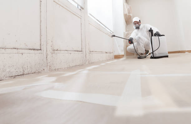24/7 Emergency Basement Mold Remediation experts in Wauconda, IL