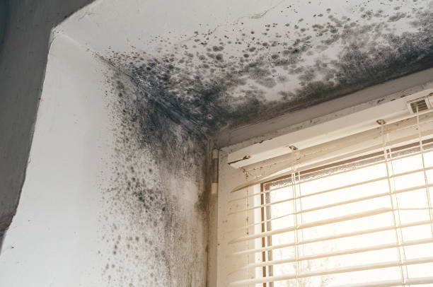 Affordable Basement Mold Remediation solutions in Wauconda, IL