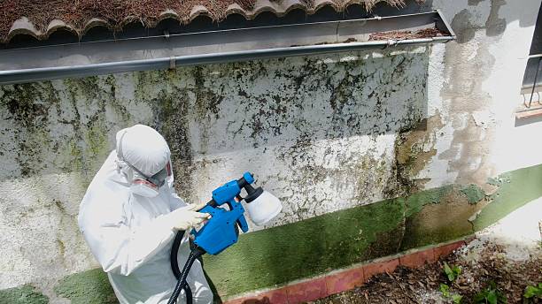 Top rated local Basement Mold Remediation specialists in Wauconda, IL